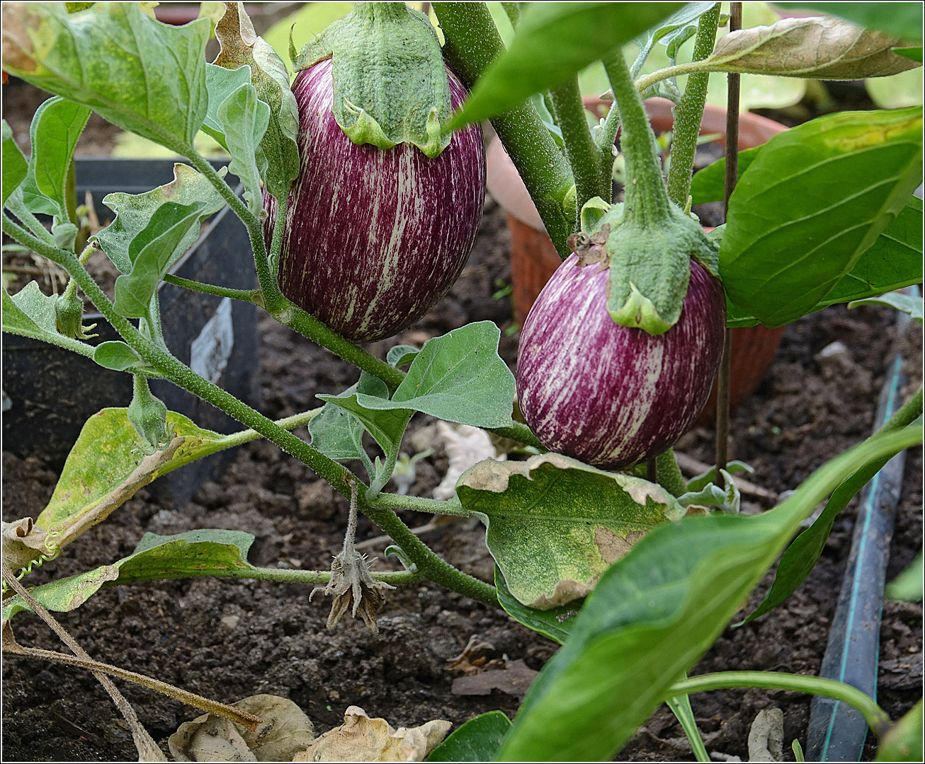 Изображение особи Solanum melongena.