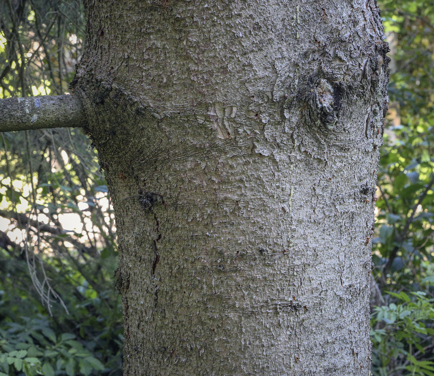 Image of genus Picea specimen.