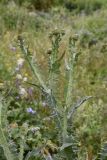 Onopordum acanthium. Верхушка растения с развивающимися соцветиями. Республика Ингушетия, Джейрахский р-н, аул Лялах. 22 июля 2022 г.