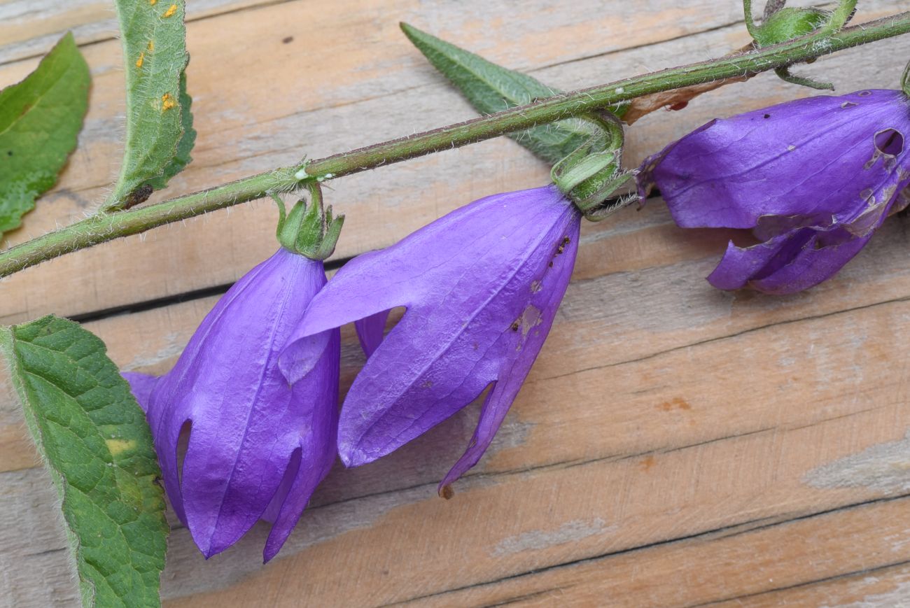 Image of Campanula rapunculoides specimen.