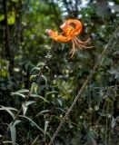 Lilium lancifolium. Верхушка цветущего растения. Приморье, окраина г. Находка, опушка широколиственного леса, у дороги. 05.08.2021.