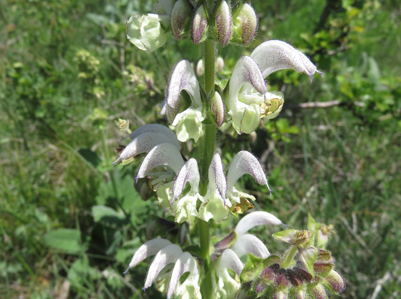 Image of Salvia argentea specimen.