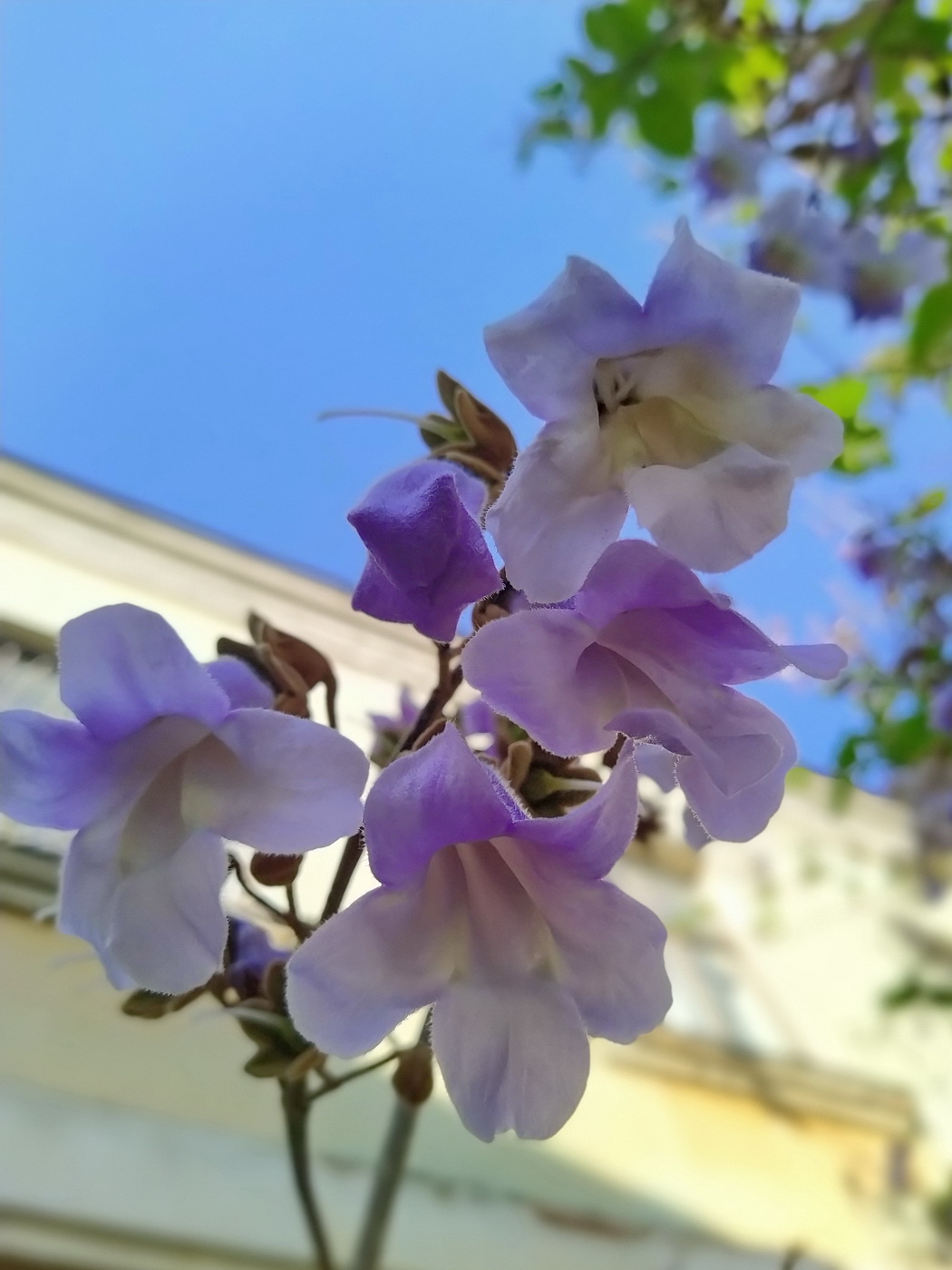 Image of Paulownia tomentosa specimen.