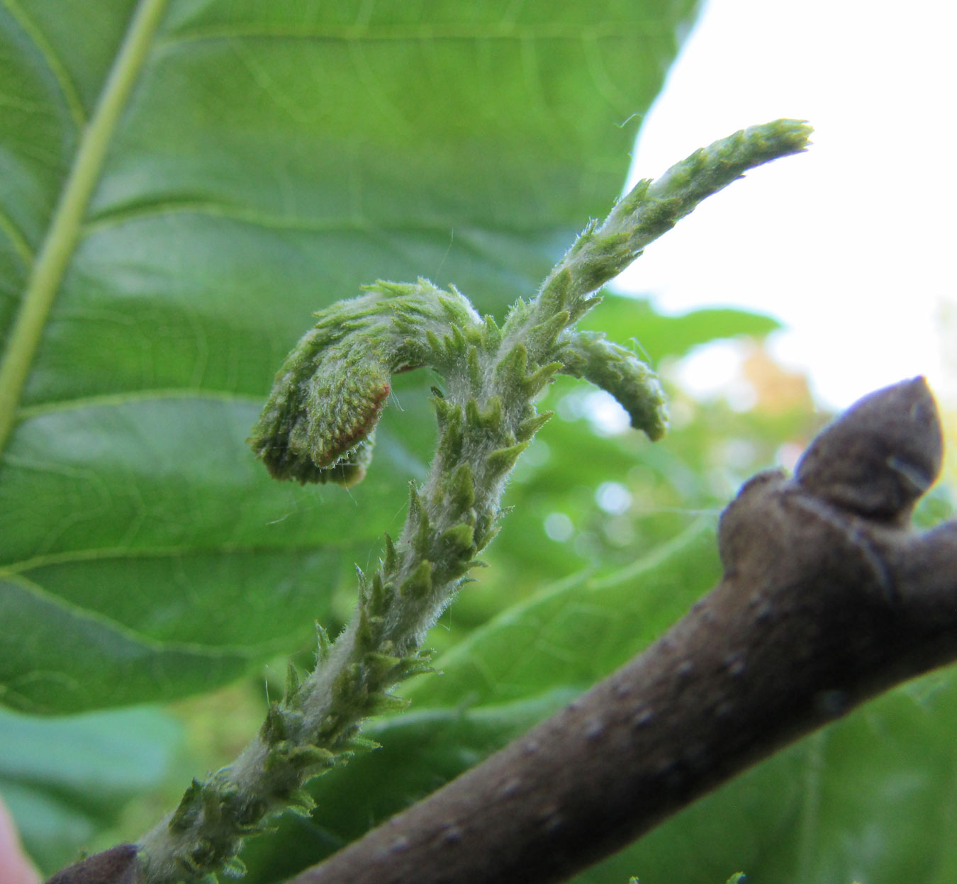 Image of Castanea mollissima specimen.