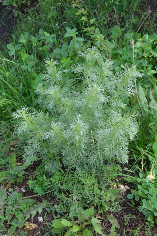 Image of genus Artemisia specimen.