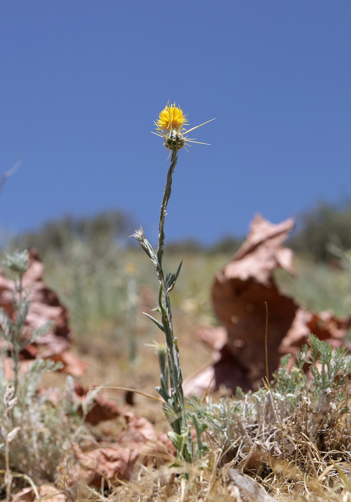 Image of Centaurea solstitialis specimen.