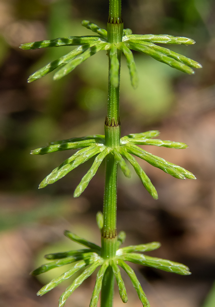 Изображение особи Equisetum pratense.