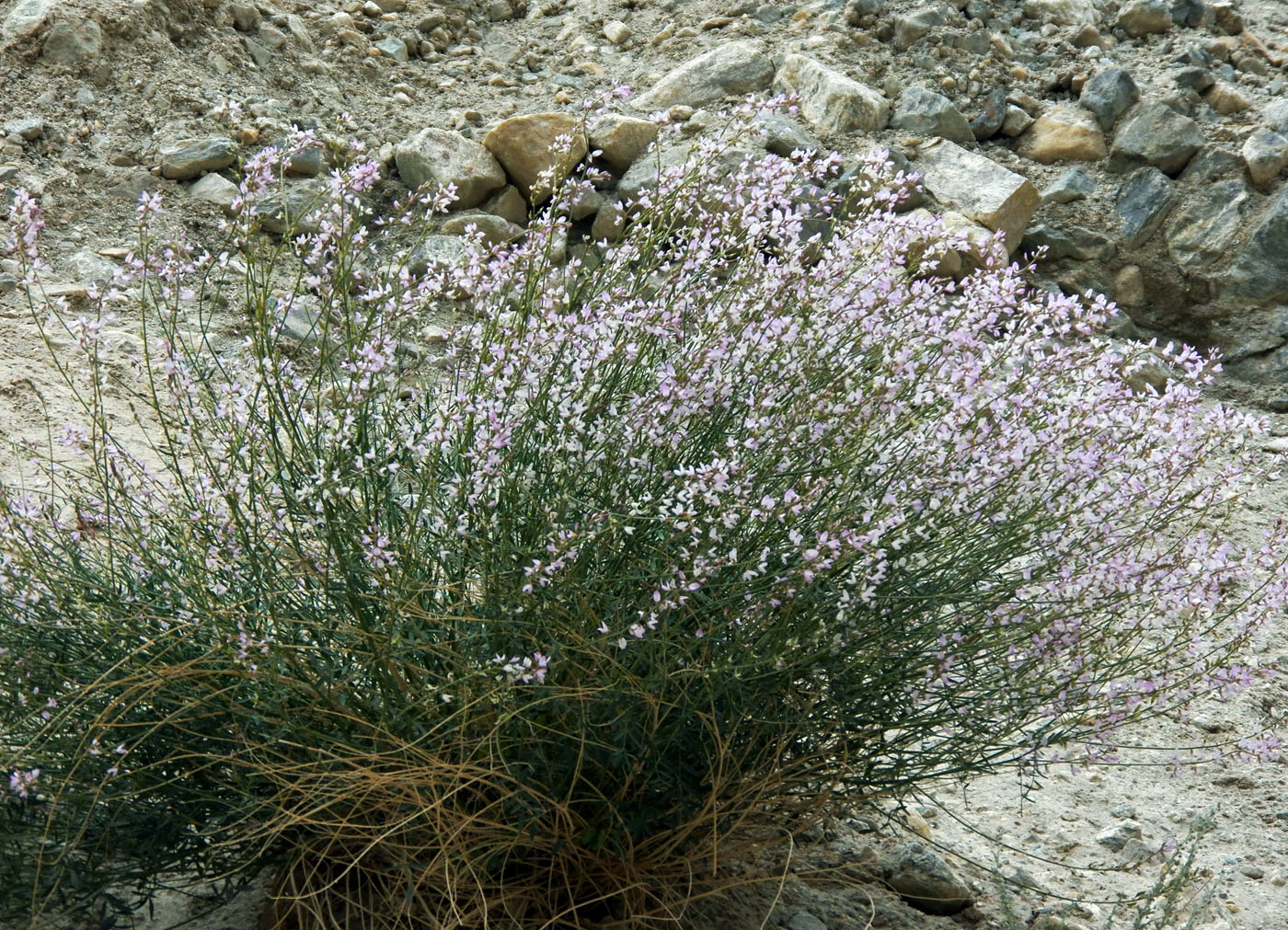 Image of Astragalus macropterus specimen.