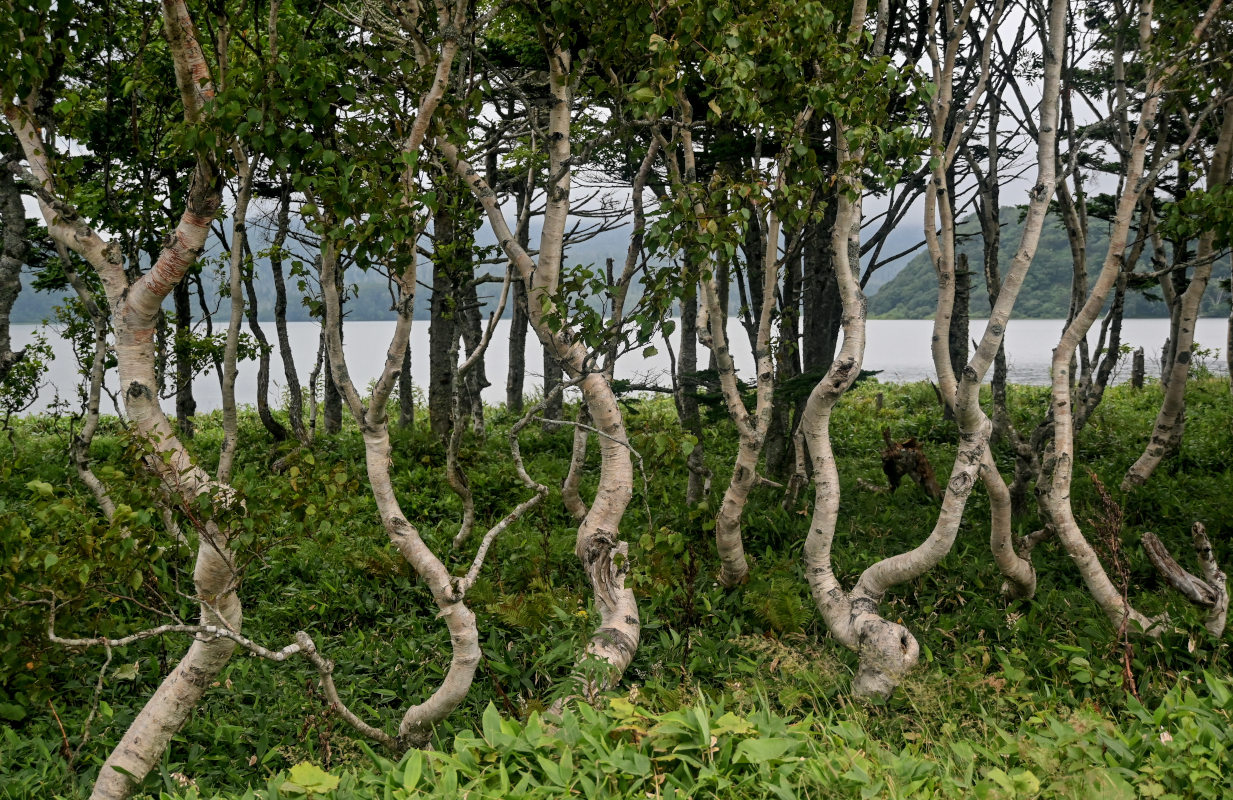 Изображение особи Betula ermanii.