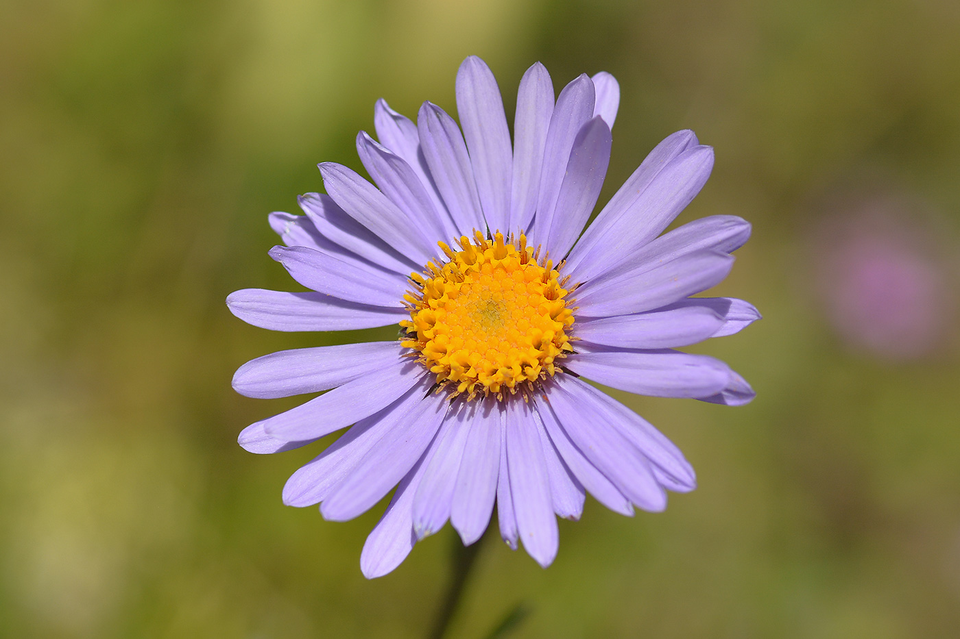 Изображение особи Aster alpinus.