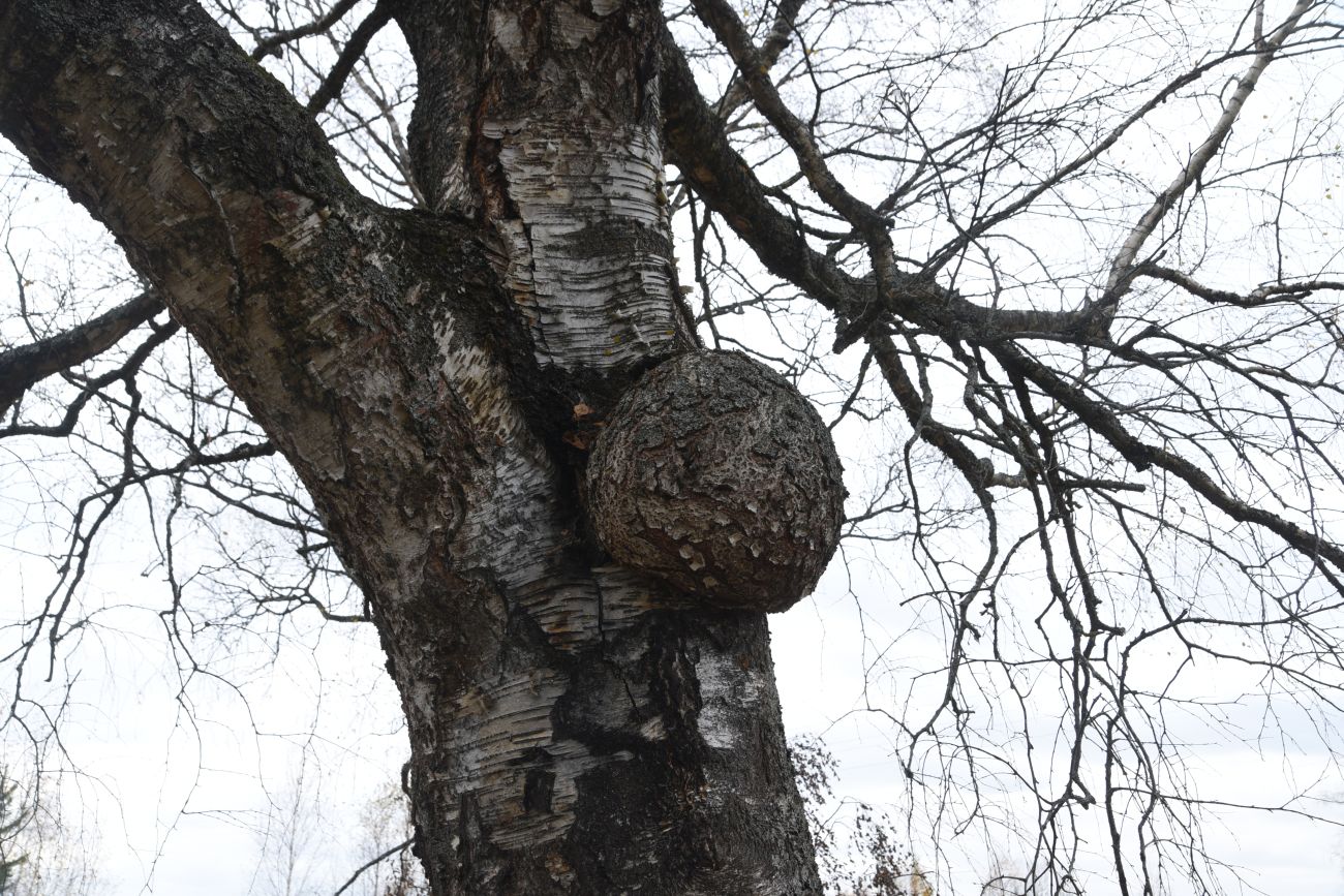 Image of genus Betula specimen.