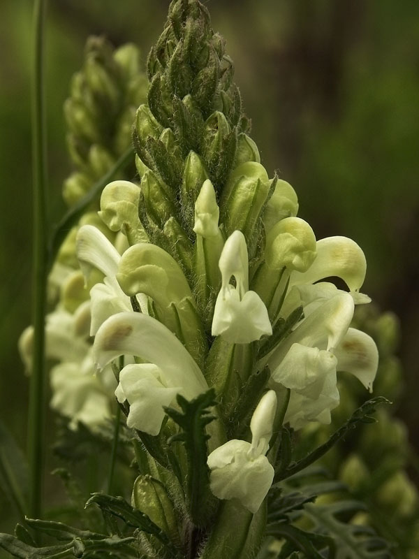 Изображение особи Pedicularis sibirica.