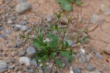 Strigosella africana. Плодоносящее растение. Таджикистан, Согдийская обл., Исфара, пестроцветы. 1 мая 2023 г.