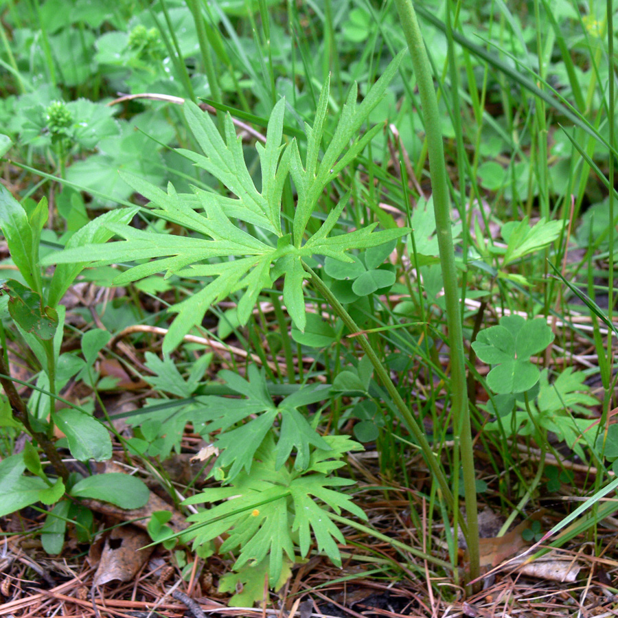 Image of Ranunculus acris specimen.