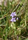 Gentianella biebersteinii. Верхушка цветущего растения. Адыгея, Кавказский биосферный заповедник, плато Лагонаки, 1,5 км к северо-западу от горы Нагай-Кош, луг. 16 августа 2023 г.