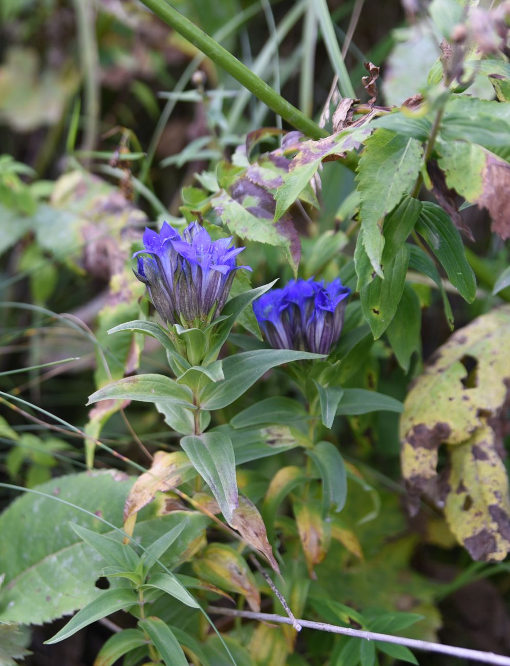 Изображение особи Gentiana septemfida.