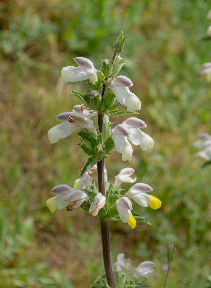 Image of Phlomoides labiosa specimen.