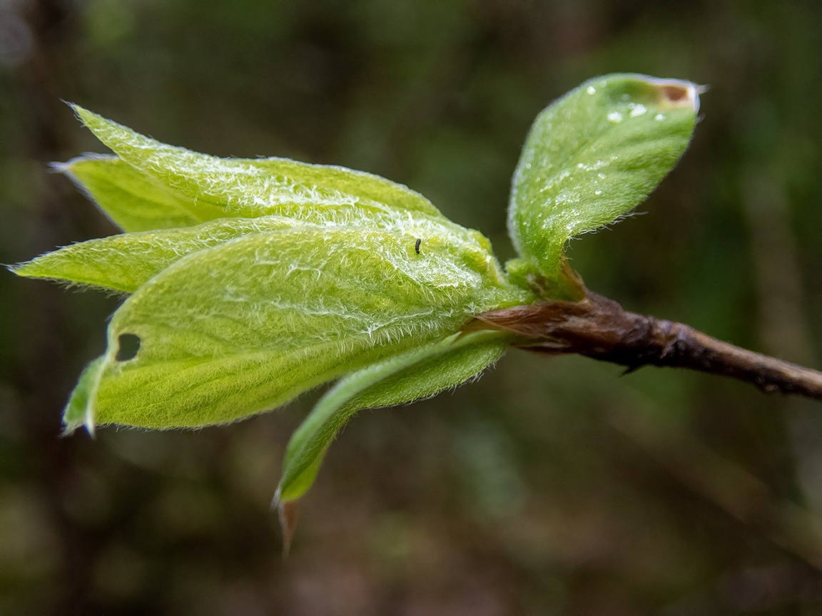 Изображение особи Lonicera xylosteum.