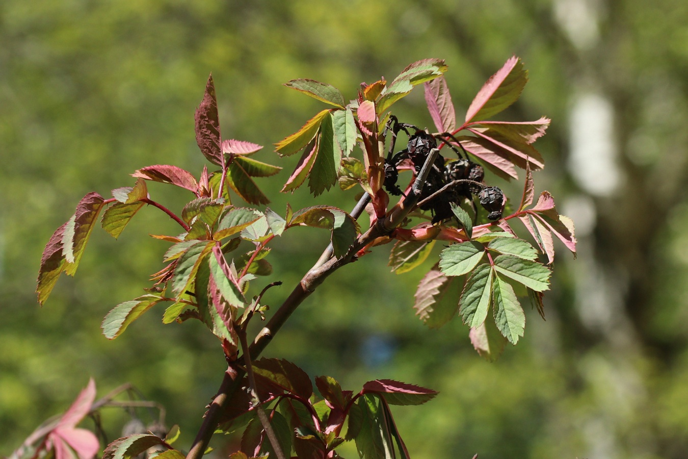 Image of Rosa glauca specimen.