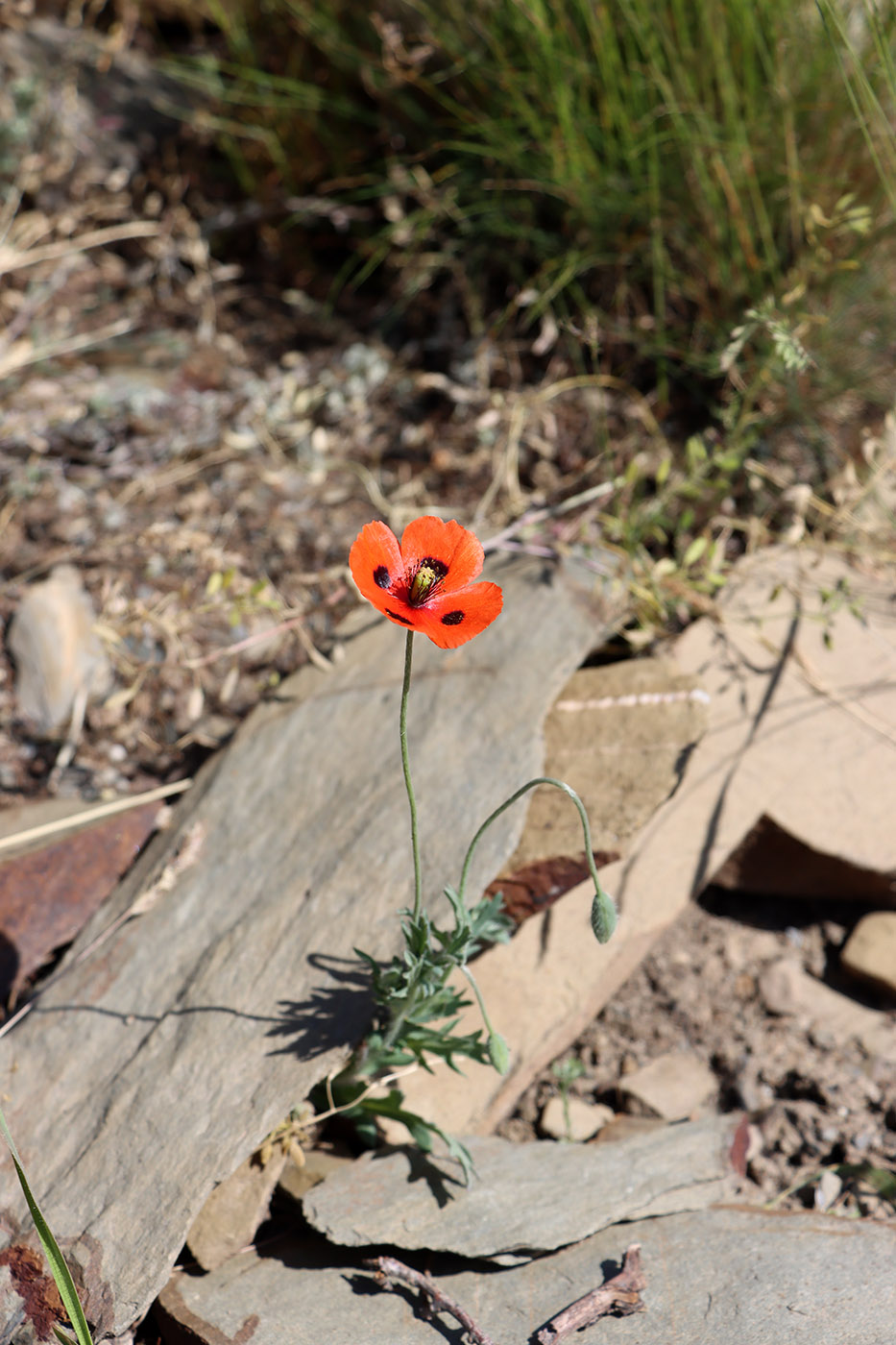 Изображение особи Papaver litwinowii.