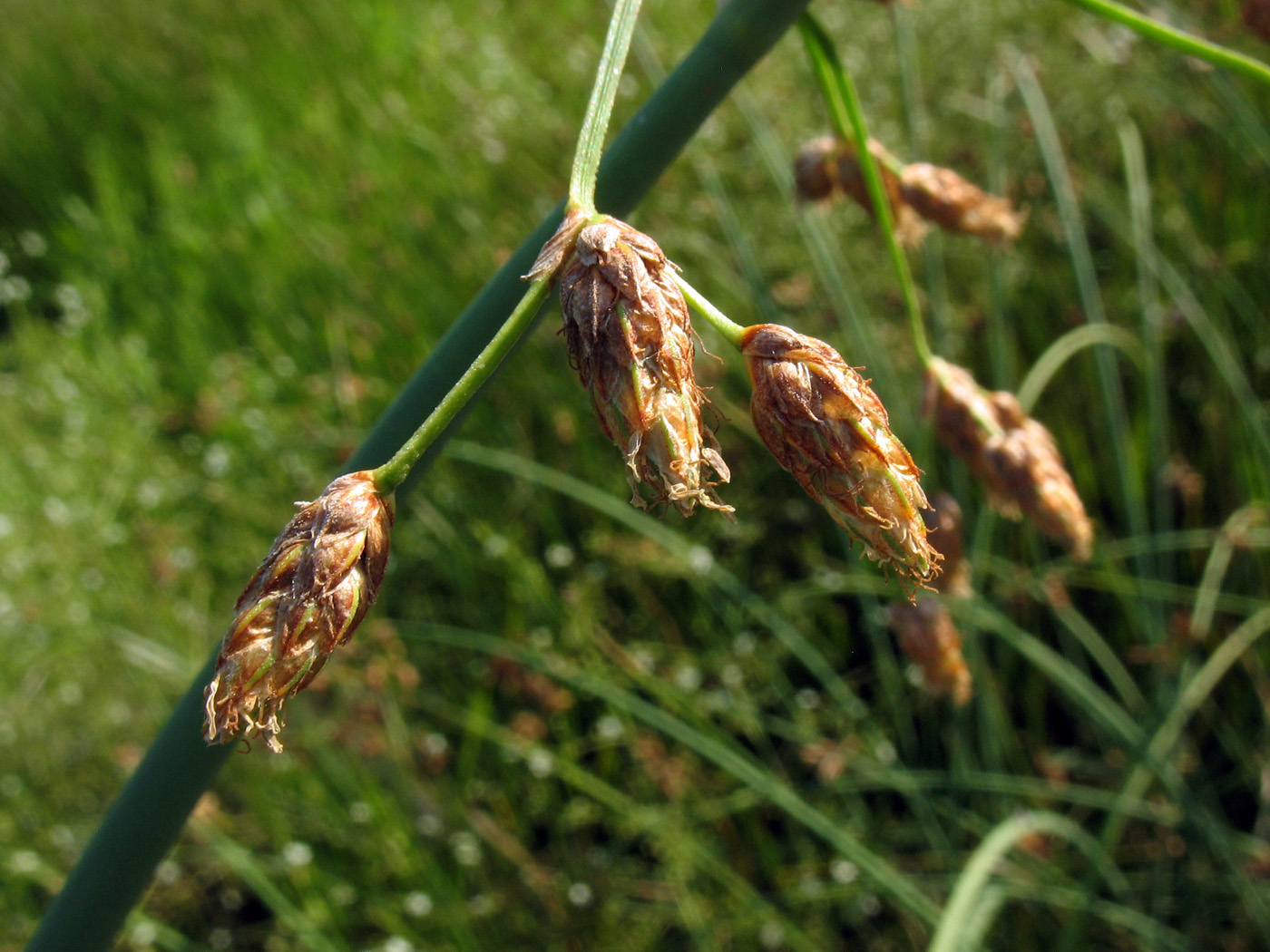 Image of genus Schoenoplectus specimen.