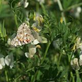 Vicia grandiflora