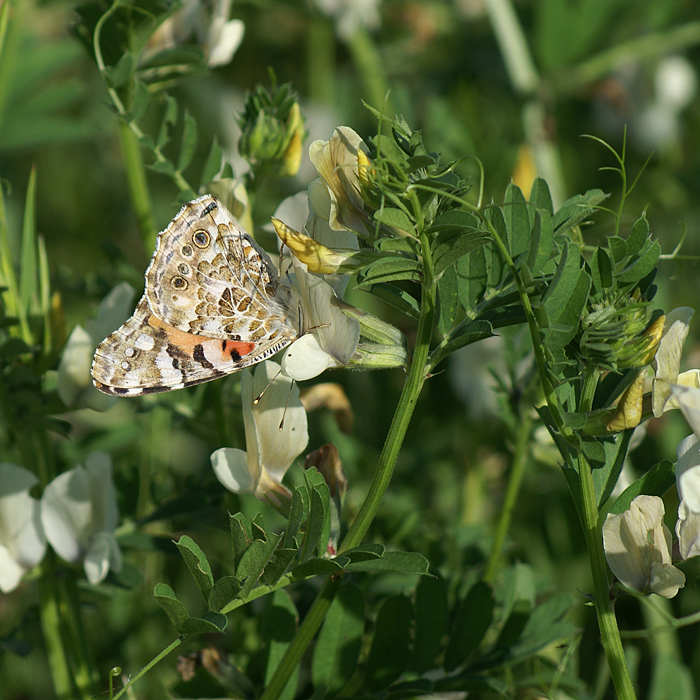 Изображение особи Vicia grandiflora.