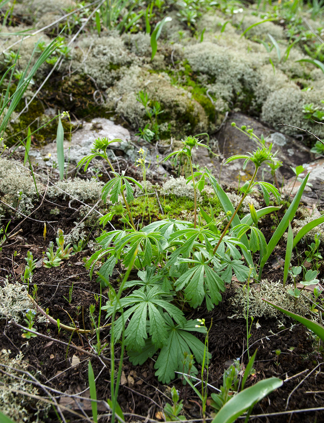 Изображение особи Potentilla recta.