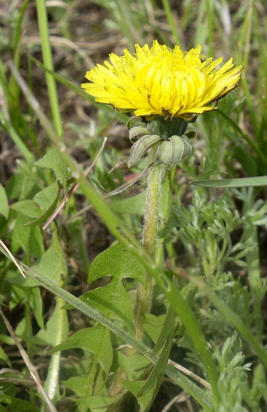 Image of genus Taraxacum specimen.