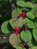 Viburnum furcatum