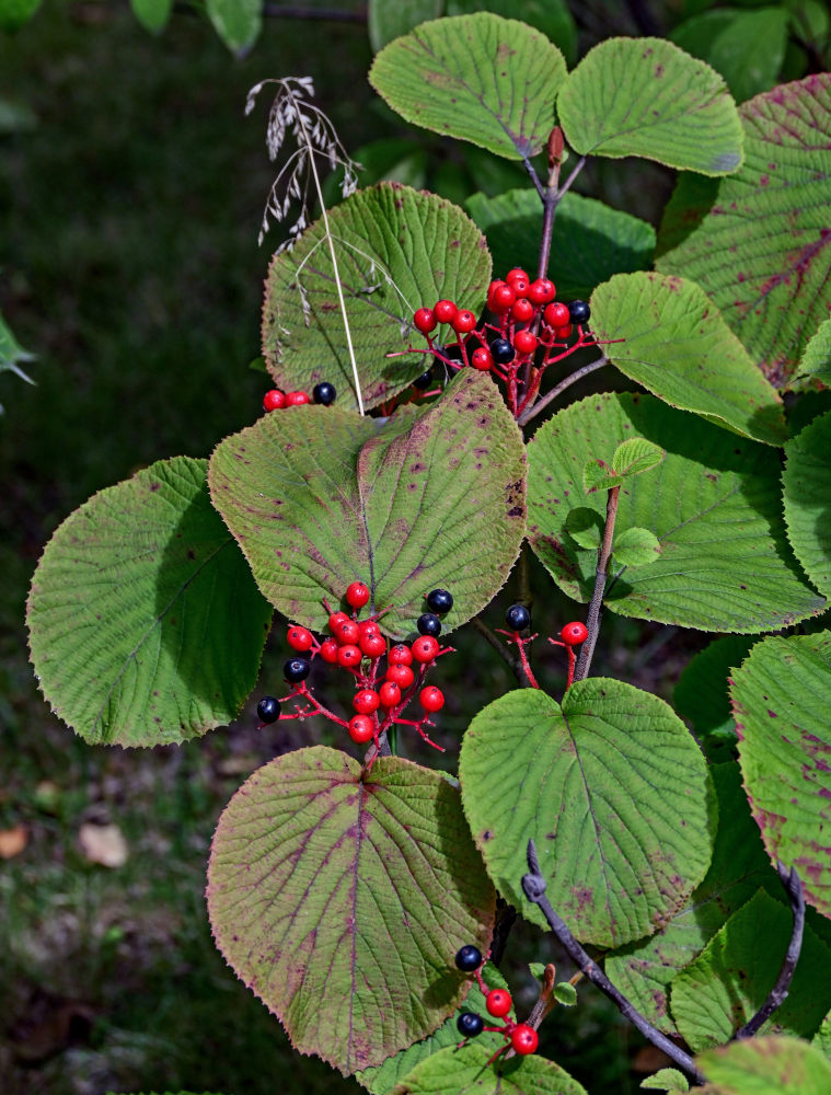 Изображение особи Viburnum furcatum.