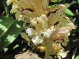 Orobanche grossheimii