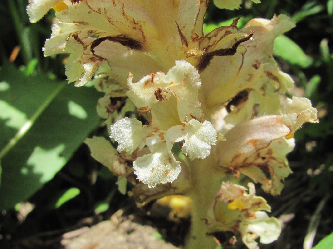 Image of Orobanche grossheimii specimen.