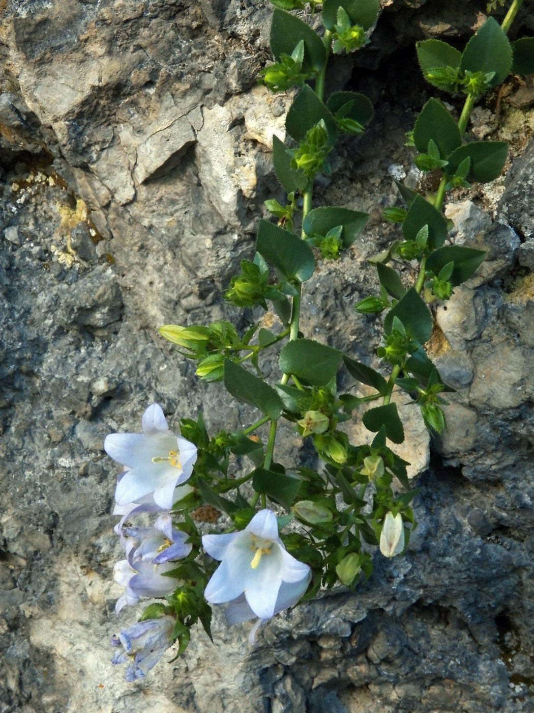 Image of Campanula mirabilis specimen.