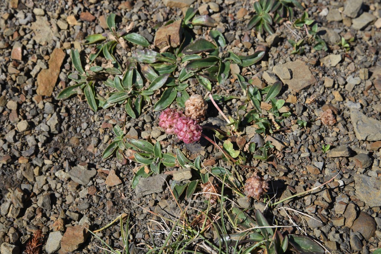 Image of Trifolium raddeanum specimen.