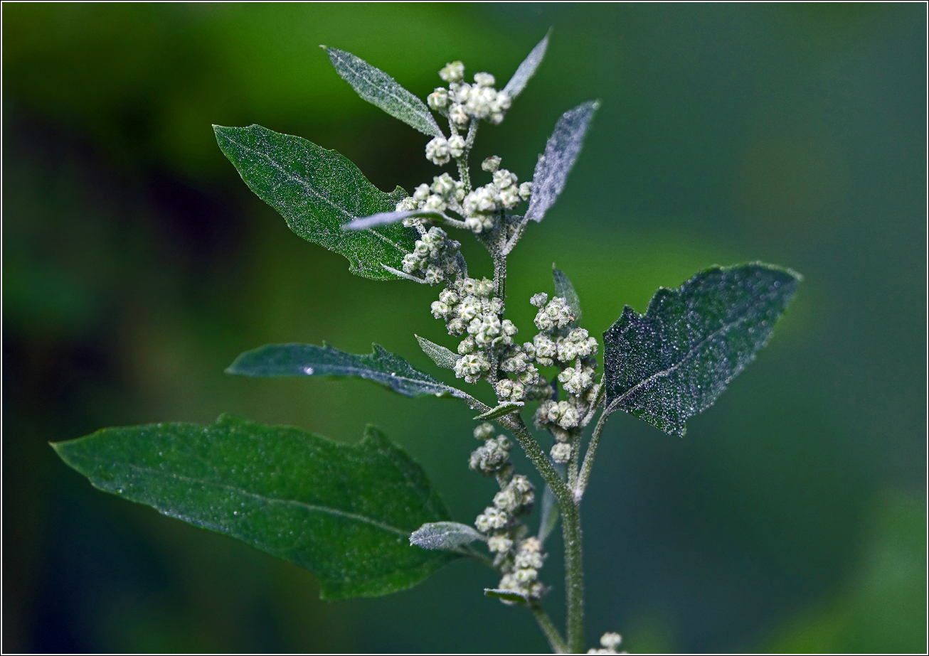 Изображение особи Chenopodium album.