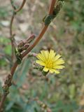 Lactuca serriola. Части побегов с раскрывшимся и бутонизирующими соцветиями. Хабаровский край, окр. г. Комсомольск-на-Амуре, обочина грунтовой дороги. 18.09.2024.