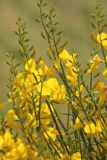 Смотреть изображение Spartium junceum