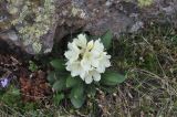 Rhododendron caucasicum