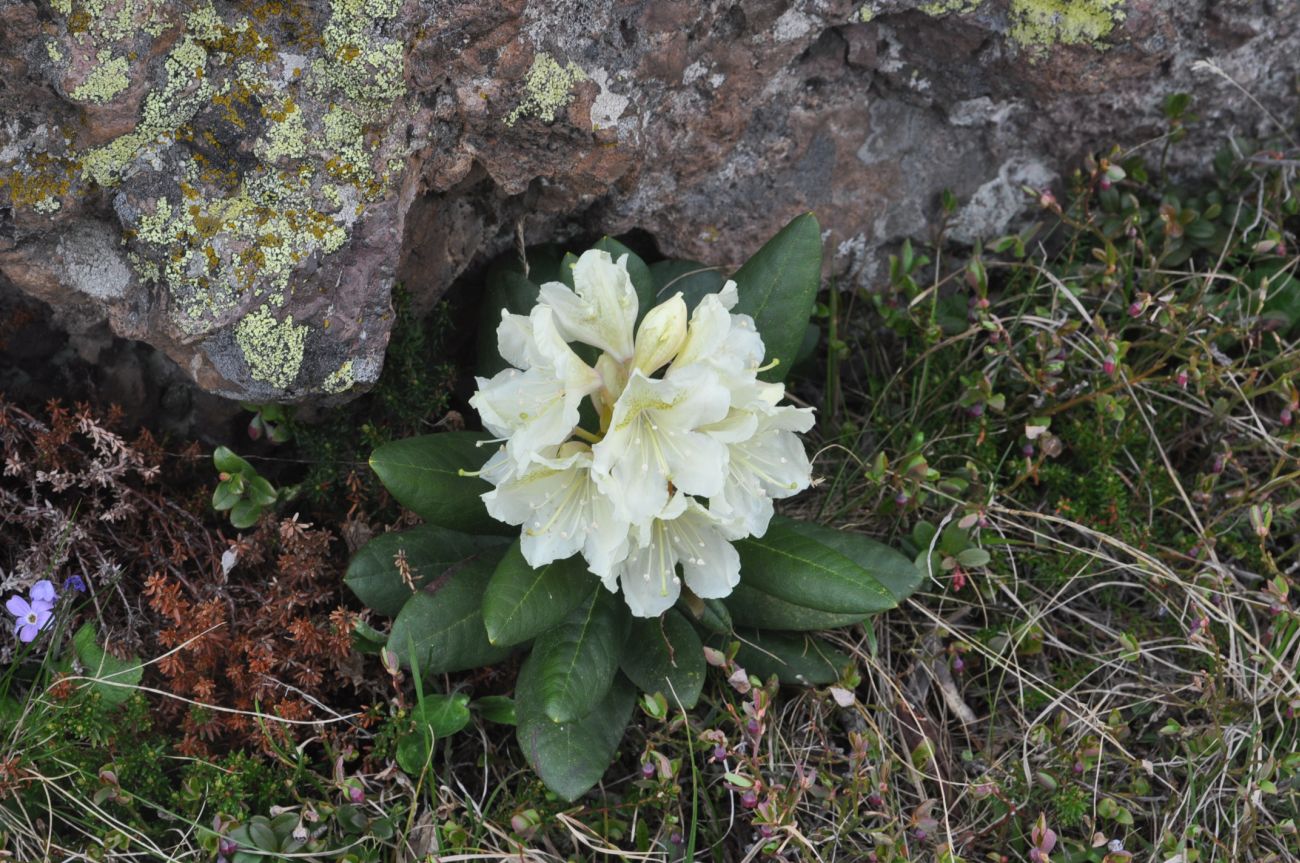 Image of Rhododendron caucasicum specimen.