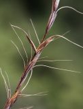 Elymus amurensis