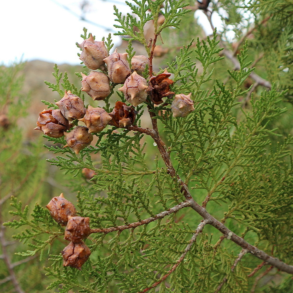 Image of Platycladus orientalis specimen.