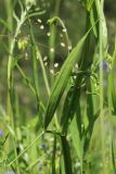 Lathyrus sylvestris. Лист на фоне соцветия Briza media. Ленинградская обл., Волосовский р-н, окр. дер. Донцо, суходольный злаково-разнотравный луг на карбонатной почве. 22.06.2024.