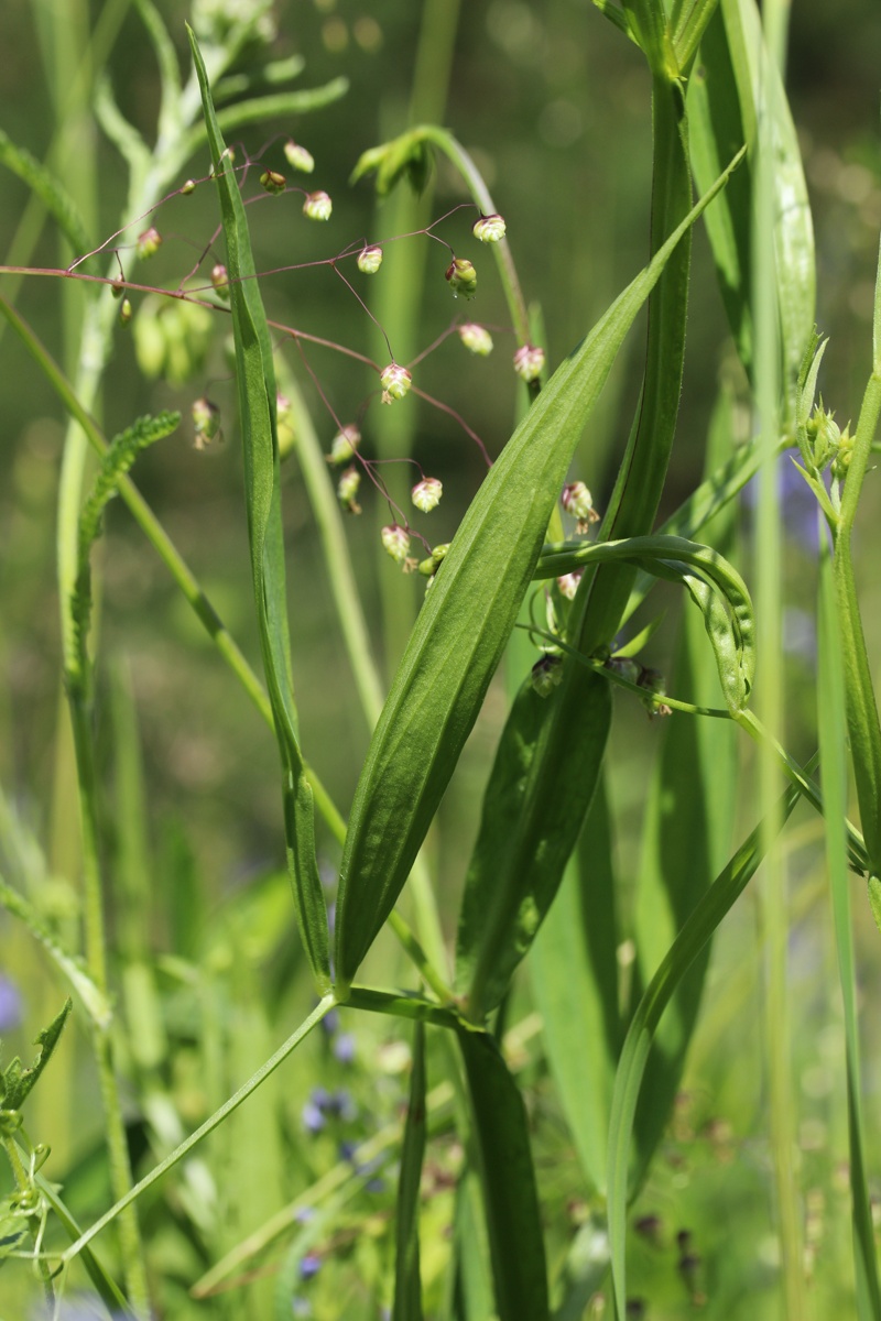 Image of Lathyrus sylvestris specimen.