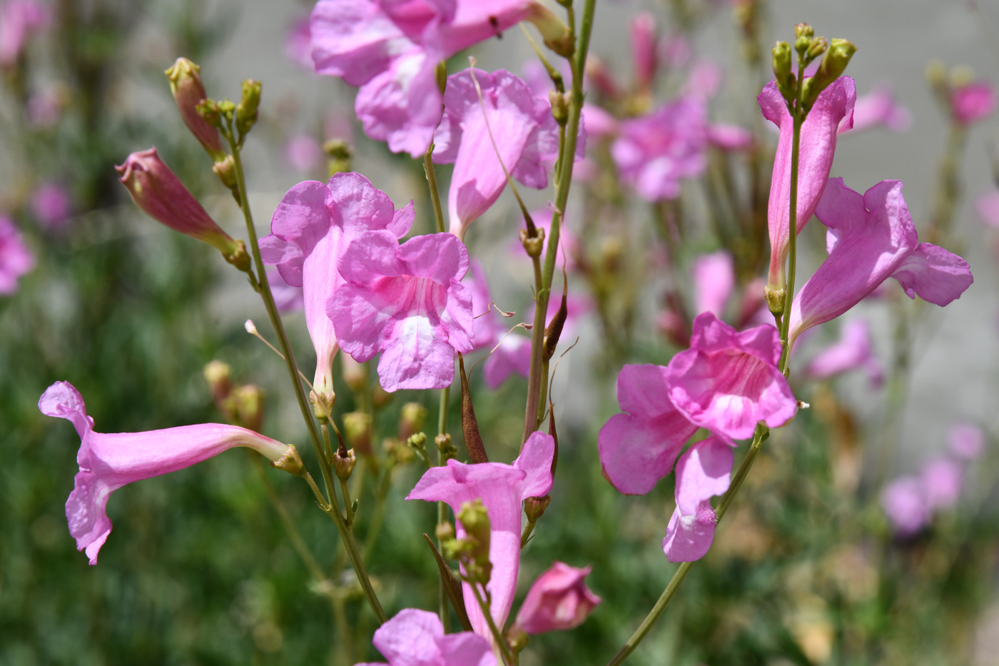 Image of Incarvillea olgae specimen.