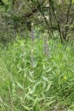 Salvia deserta