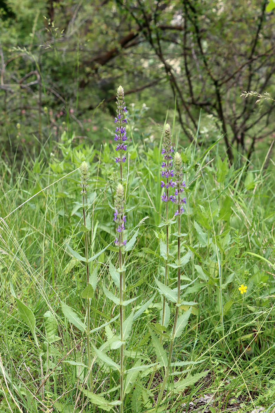 Image of Salvia deserta specimen.