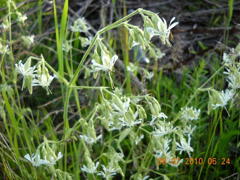 Image of Silene nutans specimen.