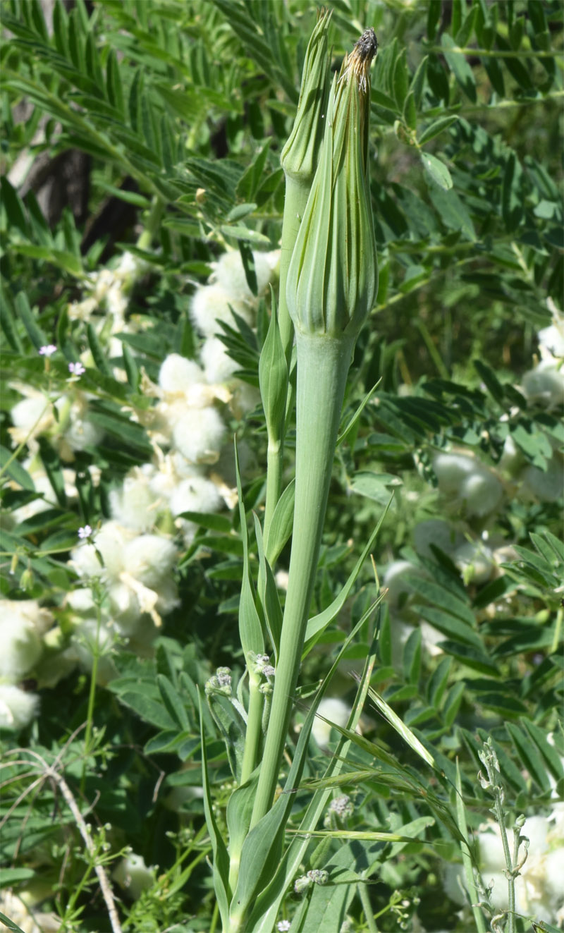 Изображение особи Tragopogon capitatus.