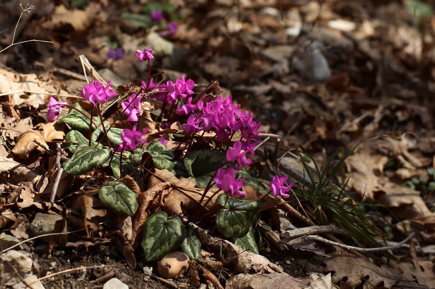 Image of Cyclamen coum specimen.